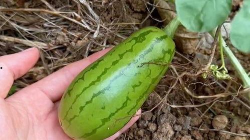 在哪里容易吃瓜,揭秘吃瓜群众的欢乐时光