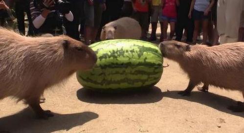 感情吃瓜点,揭秘娱乐圈甜蜜与苦涩的瓜界风云