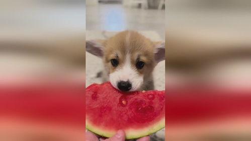 小狗吃瓜怎么画